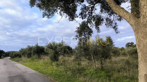 Terreno construção permitida praia do ribatejo a 3 minutos do rio Tejo 13 hectares