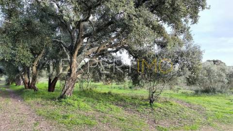 Terreno construção permitida praia do ribatejo a 3 minutos do rio Tejo 13 hectares