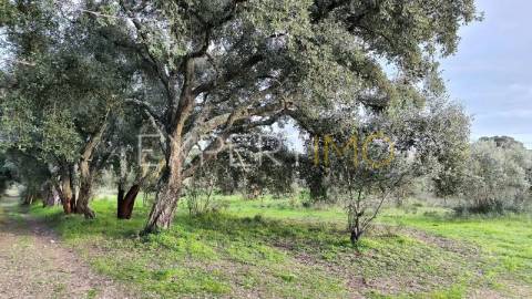 Terreno construção permitida praia do ribatejo a 3 minutos do rio Tejo 13 hectares