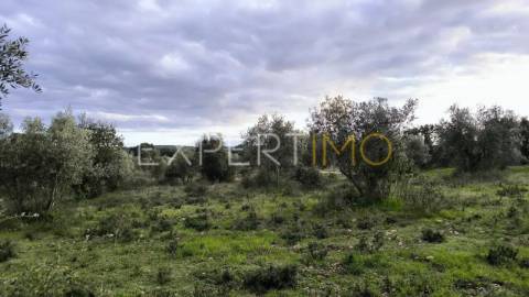 Terreno construção permitida praia do ribatejo a 3 minutos do rio Tejo 13 hectares