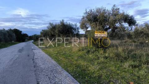 Terreno construção permitida praia do ribatejo a 3 minutos do rio Tejo 13 hectares