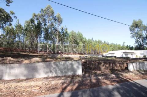Terreno Com plantação de eucaliptos e pinheiros