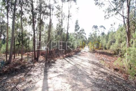 Terreno Com plantação de eucaliptos e pinheiros