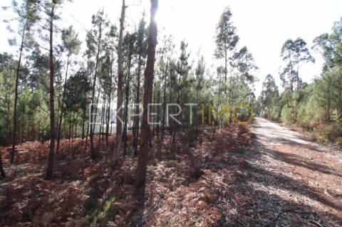 Terreno Com plantação de eucaliptos e pinheiros