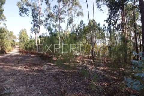 Terreno Com plantação de eucaliptos e pinheiros