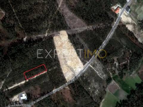 Terreno com plantação de eucaliptos e pinheiros