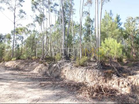 Terreno com plantação de eucaliptos e pinheiros