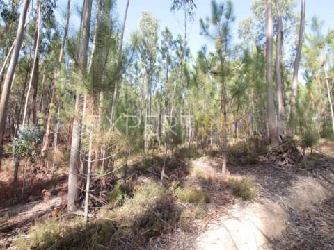 Terreno com plantação de eucaliptos e pinheiros
