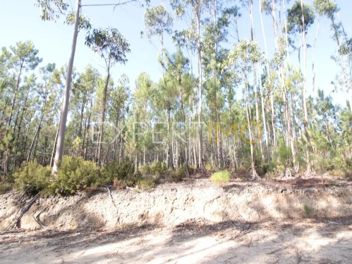 Terreno com plantação de eucaliptos e pinheiros