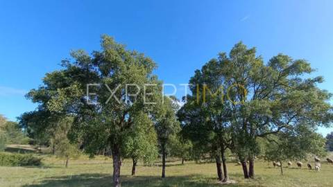 Terrenos rústicos em Carrapatal, Canha