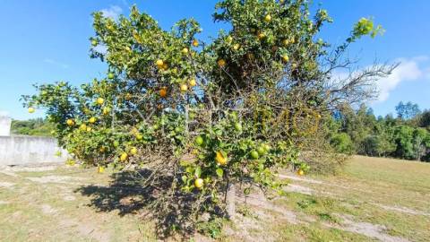 Terrenos rústicos em Carrapatal, Canha