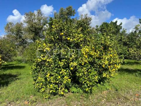 Quinta com moradia T3, anexos, cavalariças em 20000m2 de terreno, São Silvestre, Coimbra