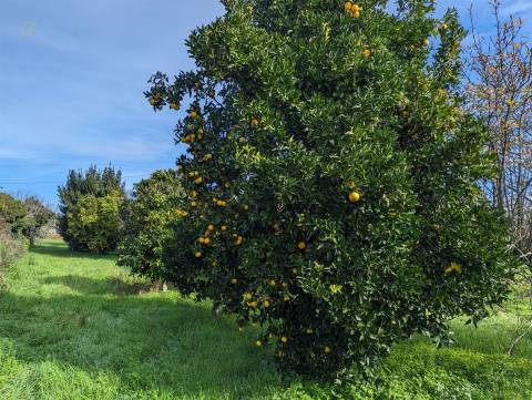 Terreno Para Construção  Venda em Pedrógão Grande,Pedrógão Grande
