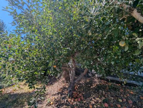 Moradia T2 Venda em Sertã,Sertã