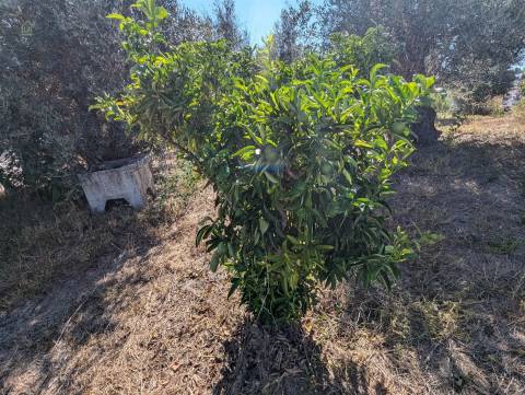 Moradia T2 Venda em Sertã,Sertã