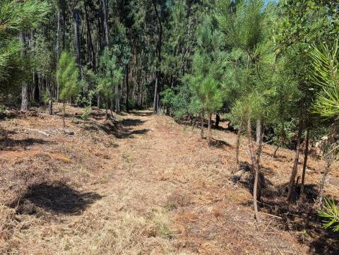 Terreno Para Construção  Venda em Cernache do Bonjardim, Nesperal e Palhais,Sertã