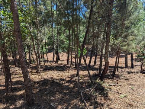 Terreno Para Construção  Venda em Cernache do Bonjardim, Nesperal e Palhais,Sertã