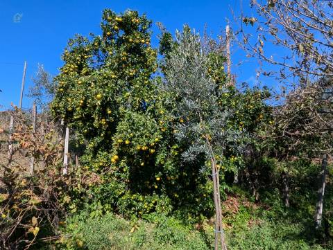 Moradia T1 Venda em Sertã,Sertã