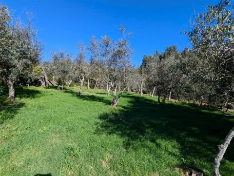 Moradia T5 Venda em Pedrógão Grande,Pedrógão Grande