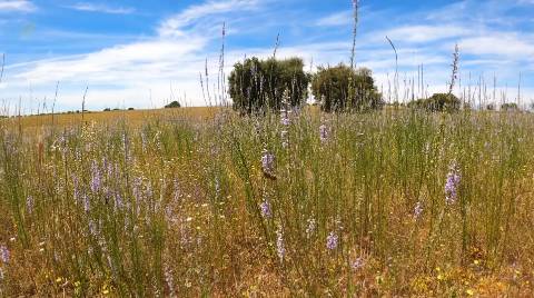 Quinta T3 Venda em Monsanto e Idanha-a-Velha,Idanha-a-Nova