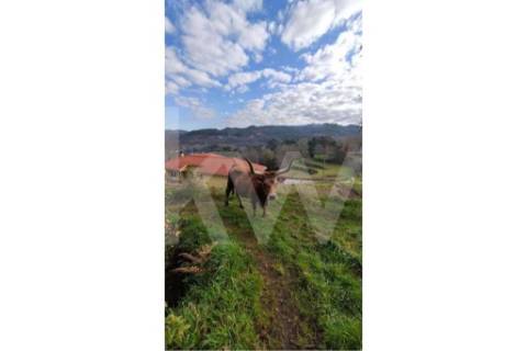 Terreno com viabilidade de Construção em Infesta (100m da capela de São Sebastião)