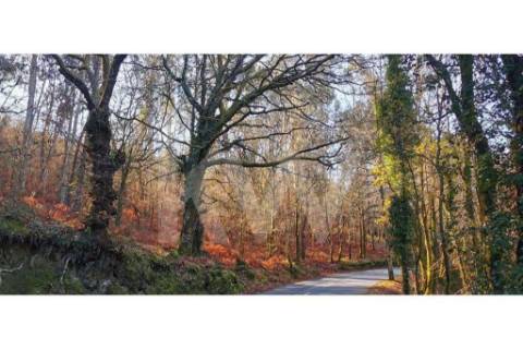 Terreno com viabilidade de Construção em Infesta (100m da capela de São Sebastião)