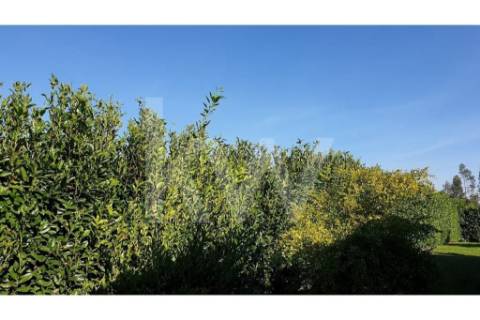 - Quintinha c/ Moradia de arquitectura contemporânea, com jardim, piscina, court ténis