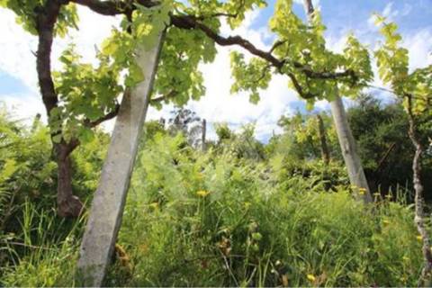 Terreno que se desenvolve na encosta solarenga todo murado com água de mina