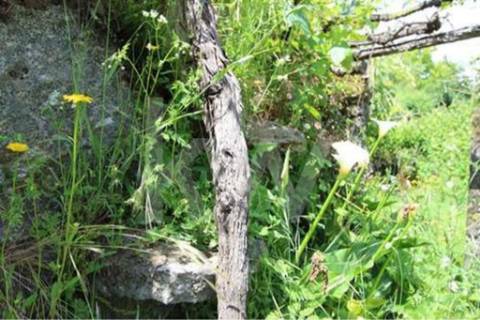 Terreno que se desenvolve na encosta solarenga todo murado com água de mina