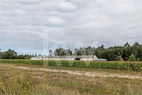 Armazém em Complexo Industrial na Zona Industrial de Vagos