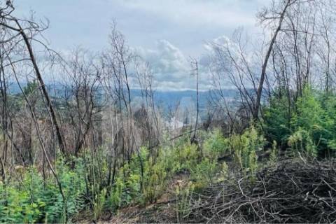 Terreno 510 em Santa Leocádia e Mesquinhata 13.900m2, localizado em Baião