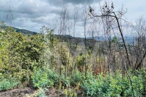 Terreno 510 em Santa Leocádia e Mesquinhata 13.900m2, localizado em Baião