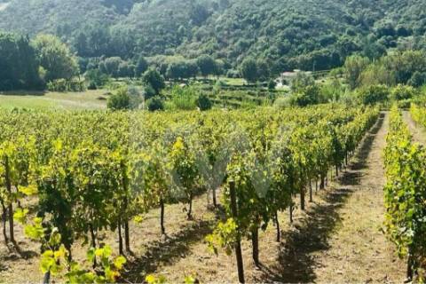 Terreno 2289/268 em Gove com 16.636m2, localizado em Baião