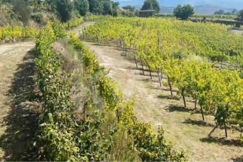 Terreno 2289/268 em Gove com 16.636m2, localizado em Baião