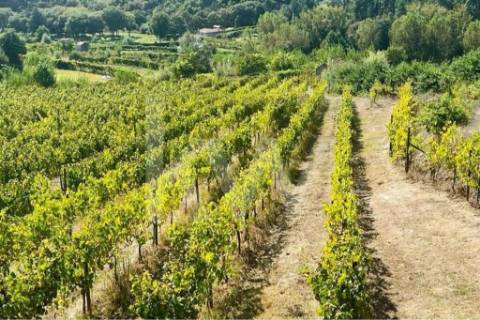 Terreno 2289/268 em Gove com 16.636m2, localizado em Baião