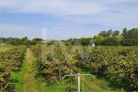 QUINTA DE 2,5 HA COM POMAR DE KIWIS, EM CANTANHEDE