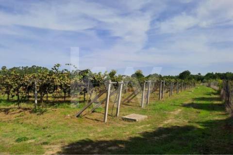 QUINTA DE 2,5 HA COM POMAR DE KIWIS, EM CANTANHEDE
