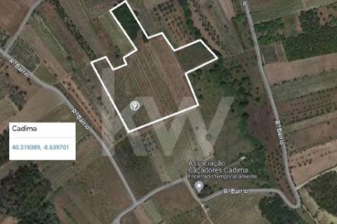 QUINTA DE 2,5 HA COM POMAR DE KIWIS, EM CANTANHEDE