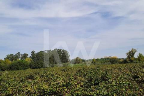 QUINTA DE 2,5 HA COM POMAR DE KIWIS, EM CANTANHEDE