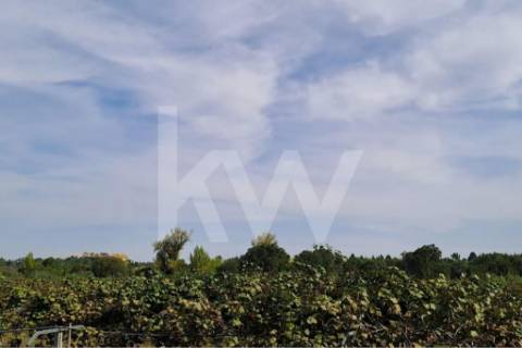 QUINTA DE 2,5 HA COM POMAR DE KIWIS, EM CANTANHEDE