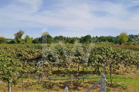 QUINTA DE 2,5 HA COM POMAR DE KIWIS, EM CANTANHEDE