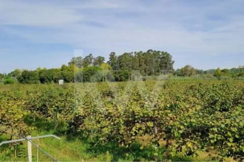 QUINTA DE 2,5 HA COM POMAR DE KIWIS, EM CANTANHEDE