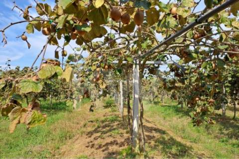 QUINTA DE 2,5 HA COM POMAR DE KIWIS, EM CANTANHEDE