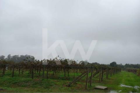 QUINTA DE 2,5 HA COM POMAR DE KIWIS, EM CANTANHEDE