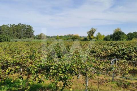 QUINTA DE 2,5 HA COM POMAR DE KIWIS, EM CANTANHEDE