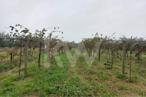 QUINTA DE 2,5 HA COM POMAR DE KIWIS, EM CANTANHEDE