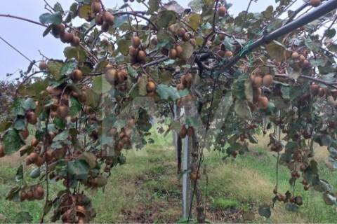 QUINTA DE 2,5 HA COM POMAR DE KIWIS, EM CANTANHEDE