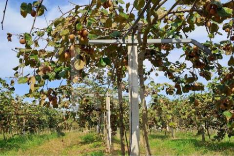 QUINTA DE 2,5 HA COM POMAR DE KIWIS, EM CANTANHEDE