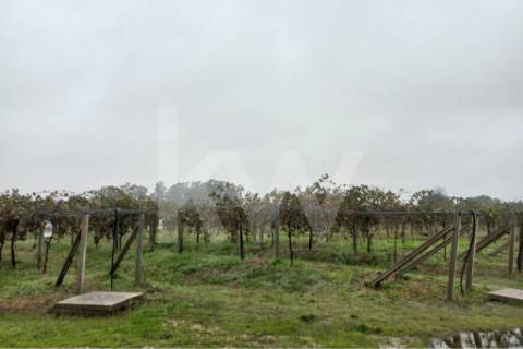 QUINTA DE 2,5 HA COM POMAR DE KIWIS, EM CANTANHEDE