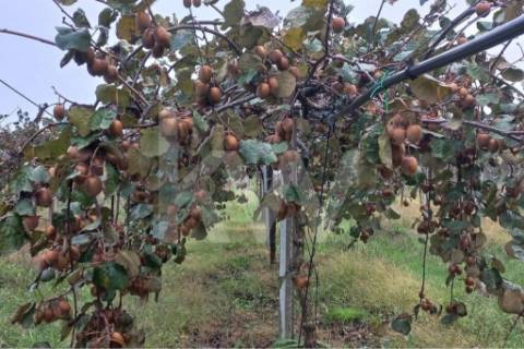 QUINTA DE 2,5 HA COM POMAR DE KIWIS, EM CANTANHEDE